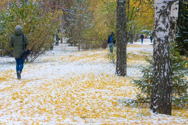 黄红秋叶在第一次下雪 树叶躺在雪地上 在地上 — 图库照片