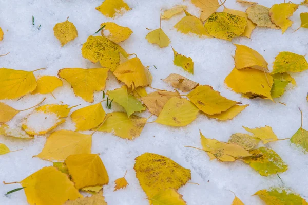 Textuur Achtergrond Patroon Gele Herfstbladeren Rode Eerste Sneeuw Bladeren Liggen — Stockfoto