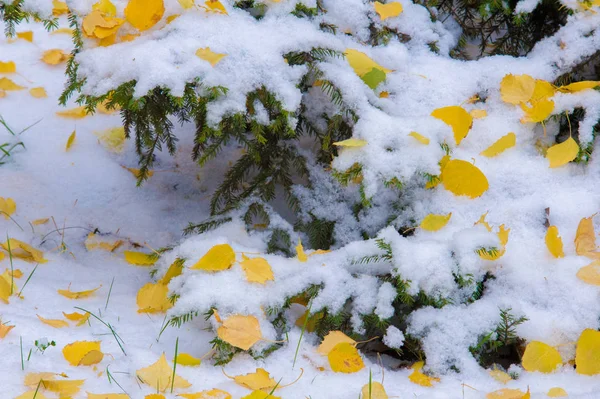 第一场雪 白色和蓬松 黄色的树叶在雪地里 11月底 俄罗斯的中间车道 — 图库照片