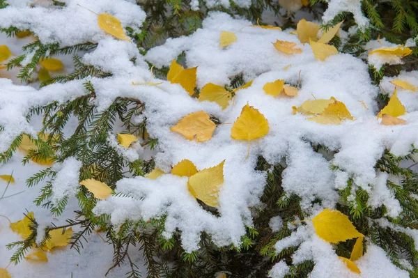 Textura Fundo Padrão Primeira Neve Branco Fofo Folhas Amarelas Neve — Fotografia de Stock