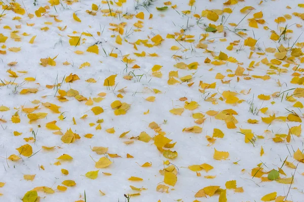 Textura Pozadí Vzor První Sníh Bílá Nadýchaná Žluté Listy Sněhu — Stock fotografie