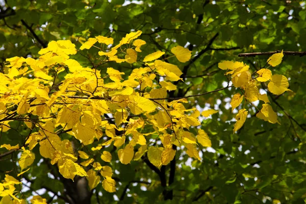 Textura Fondo Patrón Hojas Amarillas Otoño Tilo —  Fotos de Stock