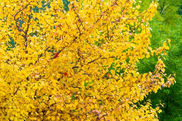 黄红色的秋叶在树上 美丽的温暖的照片 — 图库照片