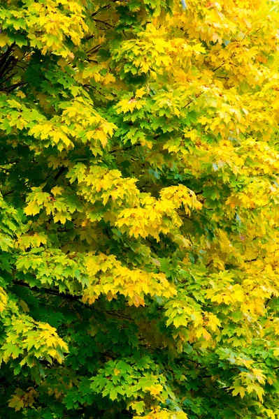 Tekstury Tła Wzór Liście Klonu Jesienią Drzewie — Zdjęcie stockowe