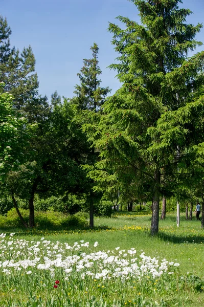 Spring urban landscape. City parks. green grass field in big city park. beautiful morning light in public park with green grass field