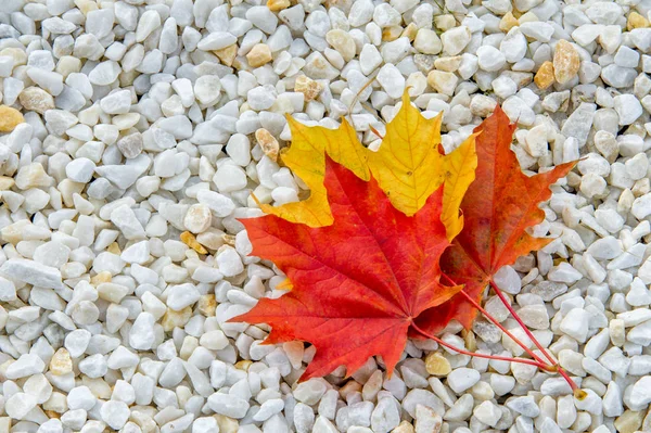 Textura Fondo Patrón Amarillo Rojo Hojas Otoño Suelo Hermosa Alfombra — Foto de Stock