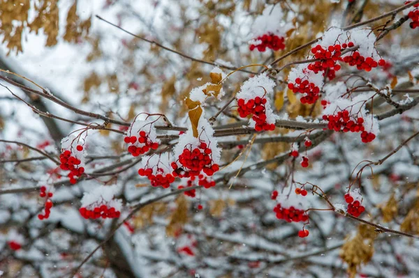 Textur Hintergrund Muster Erster Schnee Weiß Und Flauschig Gelbe Blätter — Stockfoto