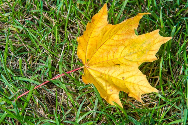 Textura Pozadí Vzor Žlutá Červené Podzimní Listí Zemi Krásné Koberce — Stock fotografie