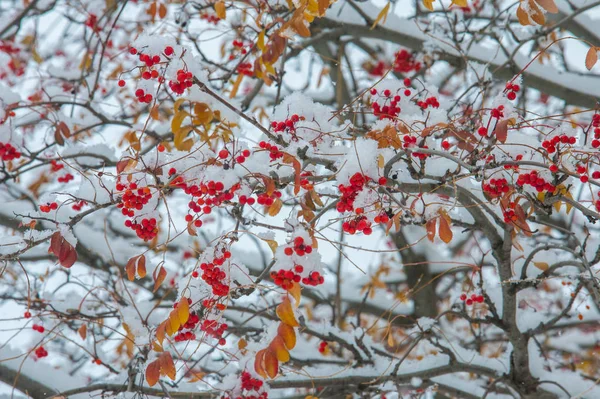 Textura Fundo Padrão Primeira Neve Branco Fofo Folhas Amarelas Neve — Fotografia de Stock