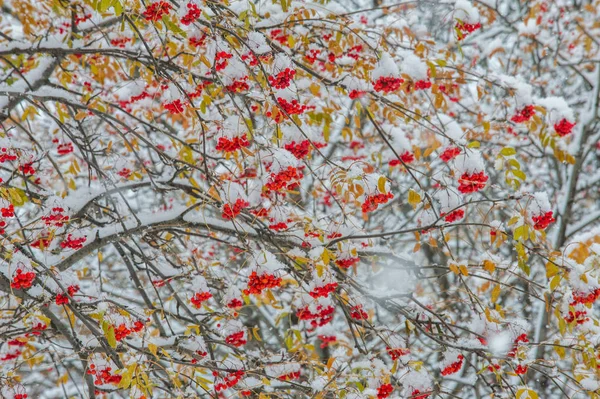 Texture Background Pattern First Snow White Fluffy Yellow Leaves Snow — Stock Photo, Image