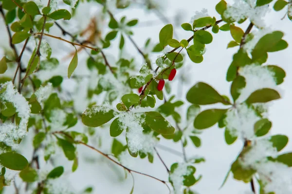 Textur Hintergrund Muster Erster Schnee Weiß Und Flauschig Gelbe Blätter — Stockfoto