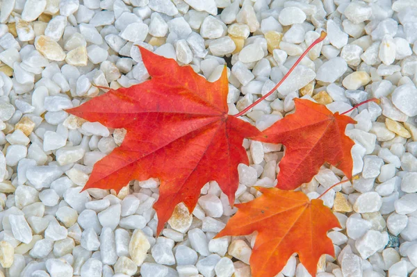 黄红秋叶在地上 美丽的秋叶地毯 — 图库照片