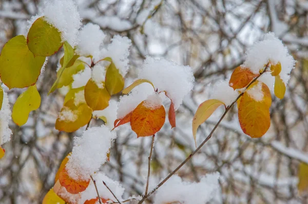 第一场雪 白色和蓬松 黄色的树叶在雪地里 11月底 俄罗斯的中间车道 — 图库照片