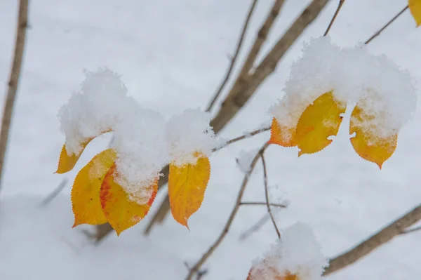 Textura Fundo Padrão Primeira Neve Branco Fofo Folhas Amarelas Neve — Fotografia de Stock