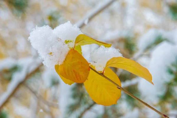 Textura Fundo Padrão Primeira Neve Branco Fofo Folhas Amarelas Neve — Fotografia de Stock