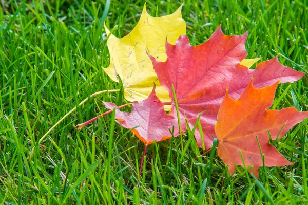 Doku, arka plan, desen. Yere sarı kırmızı sonbahar yaprakları, güzel halı sonbahar yaprakları