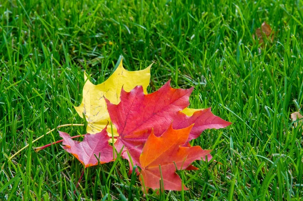 Doku, arka plan, desen. Yere sarı kırmızı sonbahar yaprakları, güzel halı sonbahar yaprakları