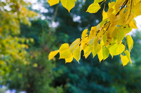 Textuur Achtergrond Patroon Gele Herfst Bladeren Van Een Boom Van — Stockfoto