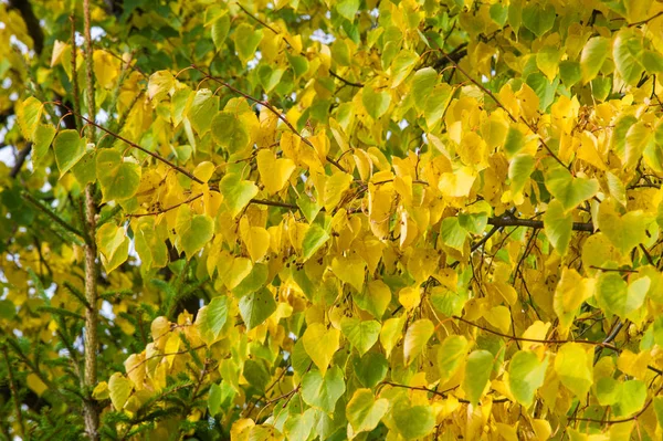 Текстура Фон Рисунок Желто Красные Осенние Листья Дереве Теплое Фото — стоковое фото