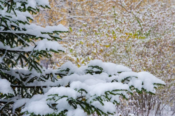 第一场雪 白色和蓬松 黄色的树叶在雪地里 11月底 俄罗斯的中间车道 — 图库照片