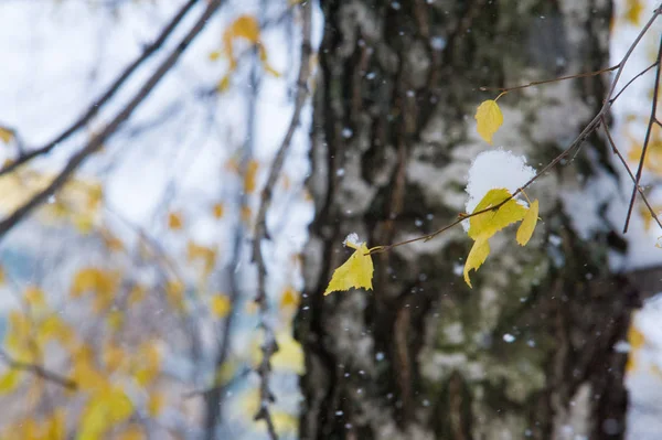 テクスチャ パターン 初雪です 白とフワフワ 雪の中で黄色の葉 月の終わり ロシアの中央車線 — ストック写真