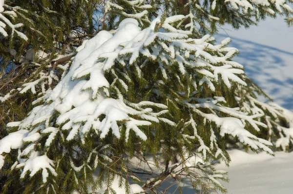 Paisaje Invernal Las Ramas Abeto Hay Grandes Acumulaciones Nieve Desde —  Fotos de Stock