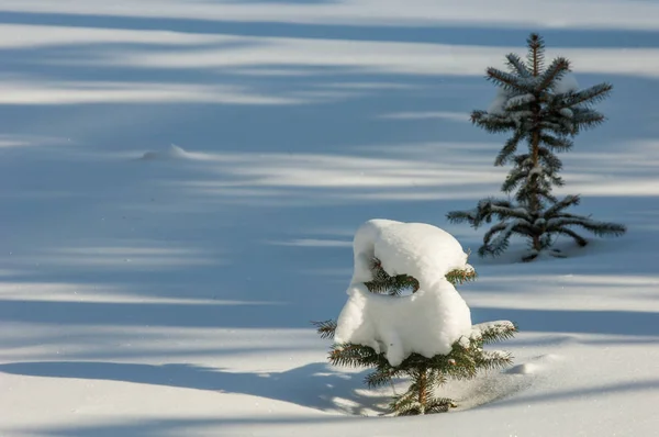 Зимний Пейзаж Молодые Елки Покрытые Снегом Солнечный Морозный День Рождественская — стоковое фото