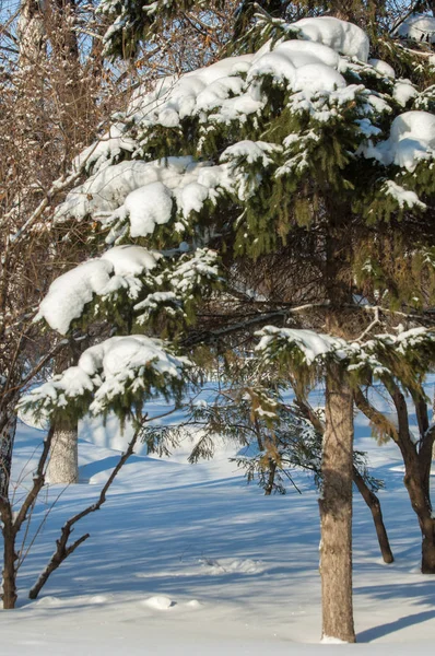 Winterlandschap Zijn Grote Opeenhopingen Van Sneeuw Takken Van Een Spar — Stockfoto