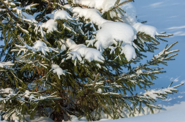 Kış manzarası. Ladin dallarda kar büyük birikimleri vardır. Gökten düşmek, kar taneleri ışık ve, havada dans, ağaçların dalları üzerinde yalan.