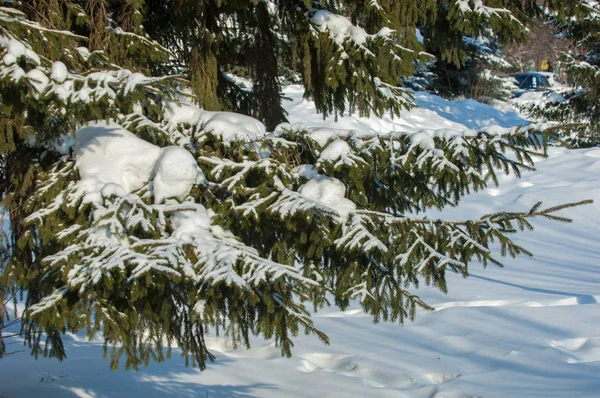 Winterlandschap Zijn Grote Opeenhopingen Van Sneeuw Takken Van Een Spar — Stockfoto