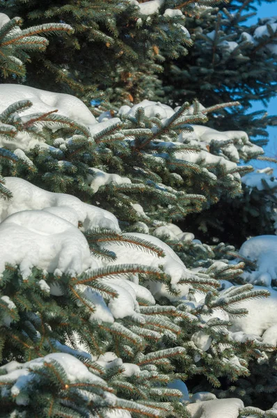 Winter Landscape Blue Fir Tree Branch Snow Lies Branches Sunny — Stock Photo, Image