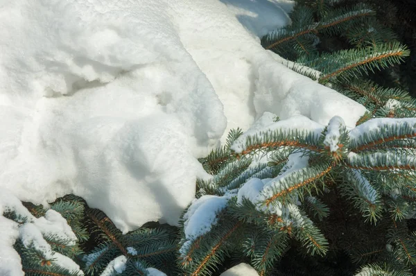 冬季景观 一棵蓝色的冷杉树枝 雪躺在树枝上 晴朗的霜冻日 圣诞贺卡 — 图库照片