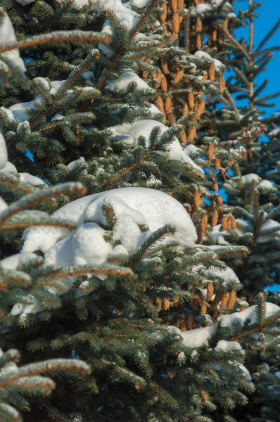 Kış manzarası. bir mavi çam ağacı dalı kar dalları üzerinde yatıyor. Güneşli soğuk gün. Noel kartı