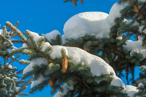 Kış manzarası. bir mavi çam ağacı dalı kar dalları üzerinde yatıyor. Güneşli soğuk gün. Noel kartı