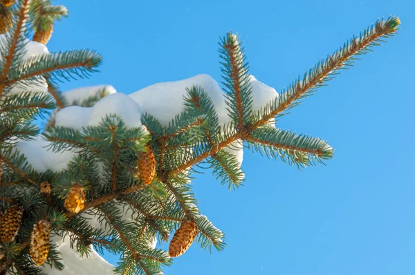 Winterlandschap Een Vertakking Van Beslissingsstructuur Blauwe Spar Ligt Sneeuw Takken — Stockfoto