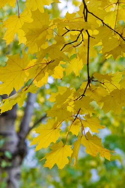 Doku, arka plan, desen. Akçaağaç Sonbahar ağaçta bırakır.