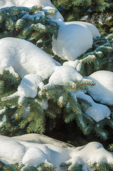 Winter Landscape Blue Fir Tree Branch Snow Lies Branches Sunny — Stock Photo, Image