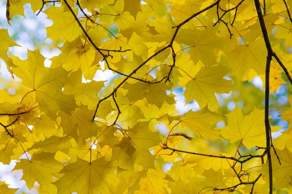 Doku, arka plan, desen. Akçaağaç Sonbahar ağaçta bırakır.