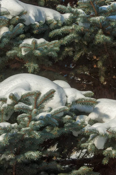 Kış manzarası. bir mavi çam ağacı dalı kar dalları üzerinde yatıyor. Güneşli soğuk gün. Noel kartı
