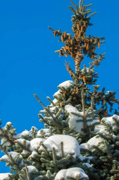 Winterlandschap Een Vertakking Van Beslissingsstructuur Blauwe Spar Ligt Sneeuw Takken — Stockfoto