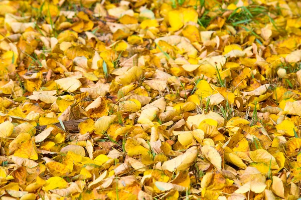 Texture Background Pattern Yellow Red Autumn Leaves Ground Beautiful Carpet — Stock Photo, Image