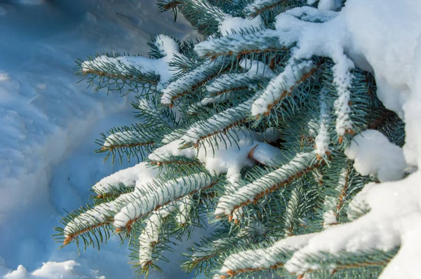 Paisagem Inverno Ramo Abeto Azul Neve Jaz Nos Ramos Dia — Fotografia de Stock