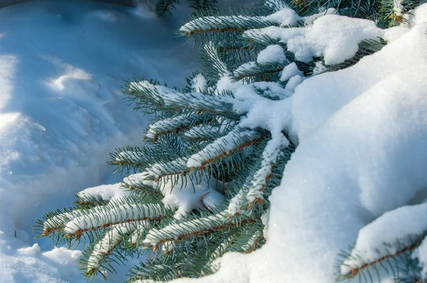 Winterlandschap Een Vertakking Van Beslissingsstructuur Blauwe Spar Ligt Sneeuw Takken — Stockfoto