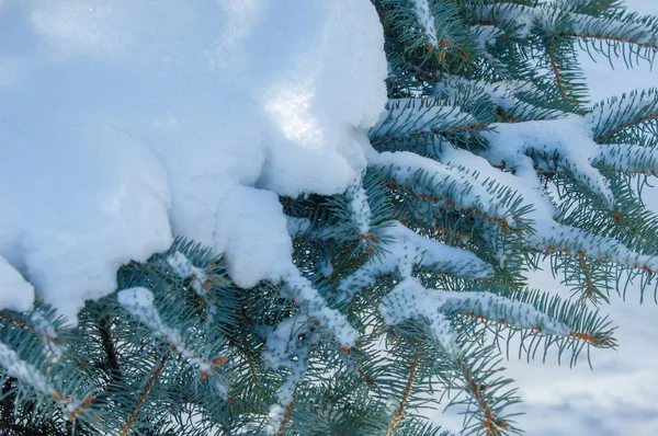 冬の風景 青のモミの木の枝の雪枝にあります フロスティの晴れた日 クリスマス カード — ストック写真