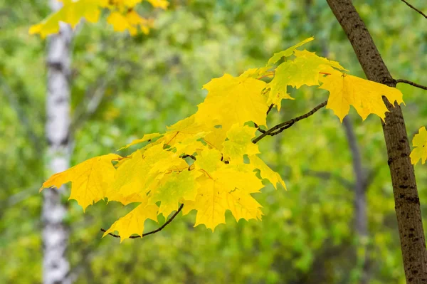 Υφή Φόντο Φαντασία Κίτρινο Φθινόπωρο Φύλλα Ενός Δέντρου Linden — Φωτογραφία Αρχείου