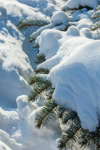 冬季景观 一棵蓝色的冷杉树枝 雪躺在树枝上 晴朗的霜冻日 圣诞贺卡 — 图库照片