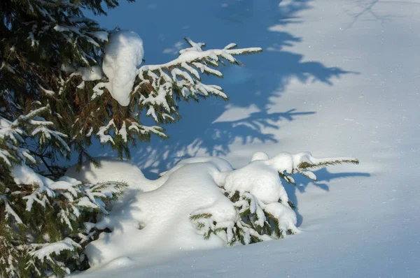 Зимний Пейзаж Ветвях Ели Большие Скопления Снега Неба Падают Легкие — стоковое фото