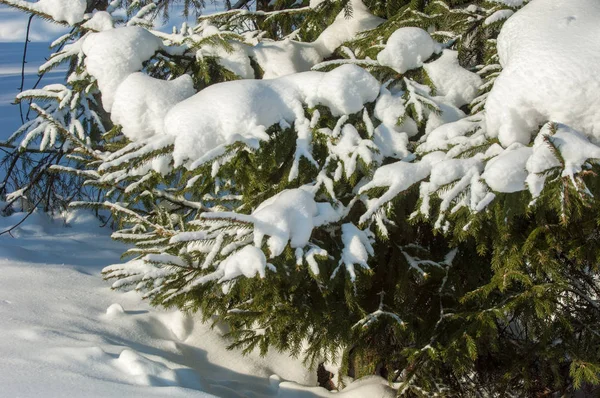 冬季景观 在云杉的分支有雪的大储积 从天空落下 淡淡的雪花 在空中起舞 躺在树枝上 — 图库照片