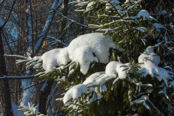 Зимний Пейзаж Ветвях Ели Большие Скопления Снега Неба Падают Легкие — стоковое фото