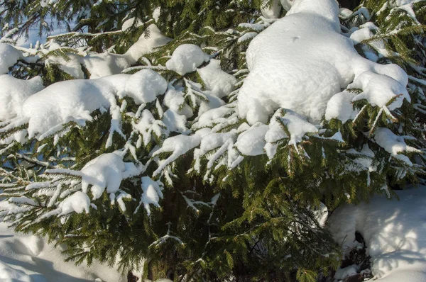 冬季景观 在云杉的分支有雪的大储积 从天空落下 淡淡的雪花 在空中起舞 躺在树枝上 — 图库照片